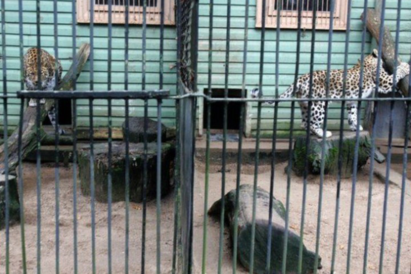 Zoologijos sodas gyvena įprastu ritmu.