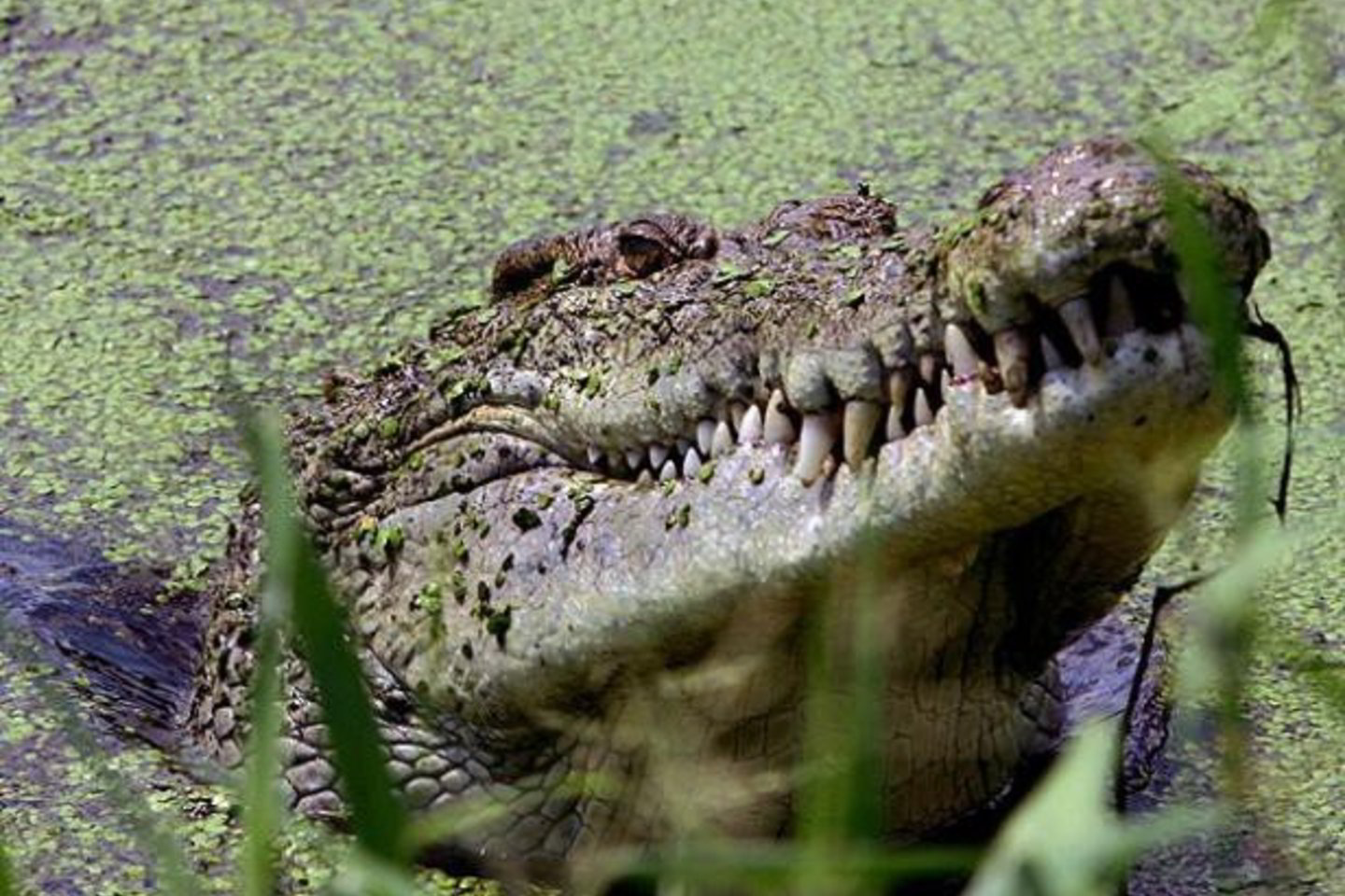 Kol gydytojas traukė dantį, trys zoologijos sodo darbuotojai laikė krokodilo letenas ir uodegą, o ketvirtasis - žandikaulius.
