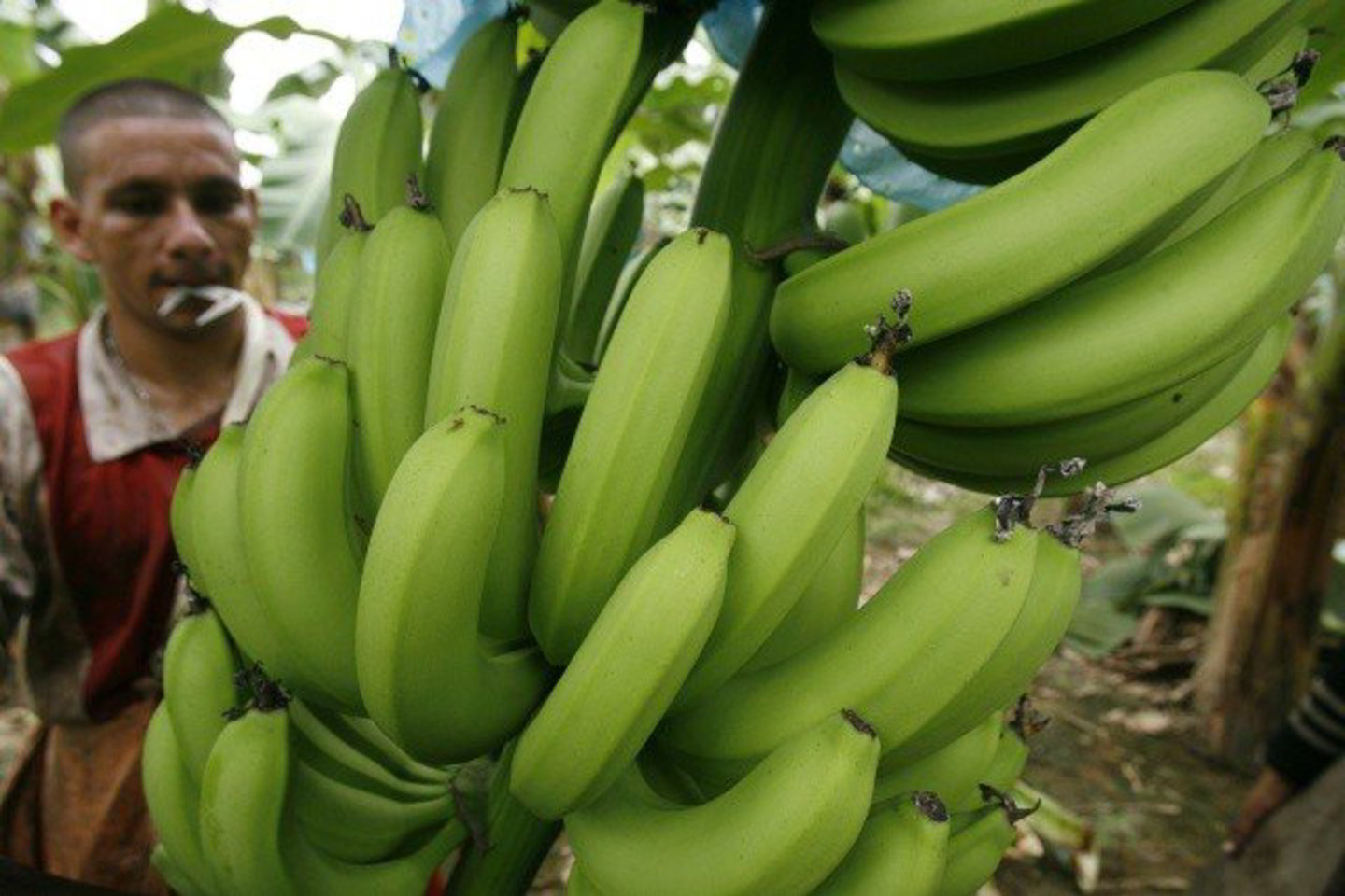 13 metų trukęs „bananų karas“ baigtas.
