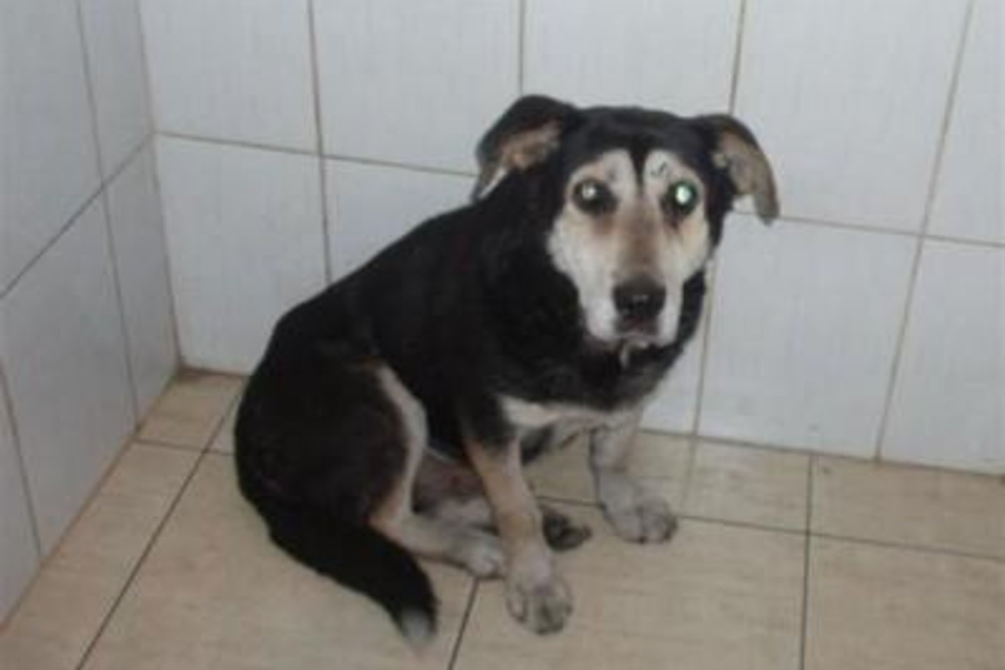 Egzekuciją išgyvenusiu šuneliu Benu rūpinasi „Nuaro“ darbuotojai.