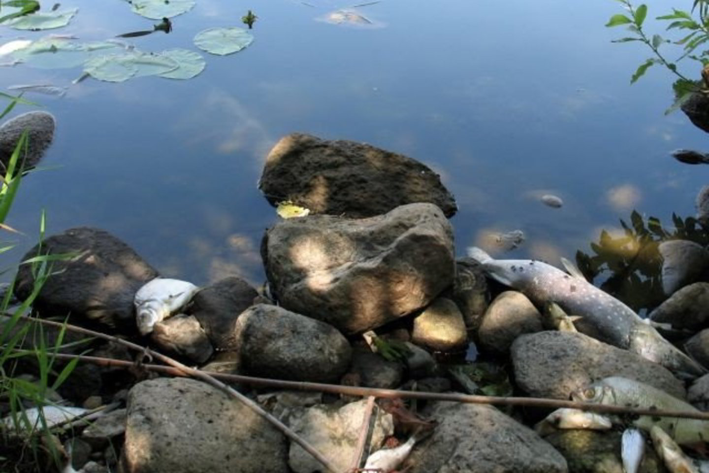 Ekspertai nustatė, jog dėl sumažėjusio deguonies kiekio vandenyje iškilo reali grėsmė biologinės įvairovės - gyvūnijos ir augalijos – išlikimui.