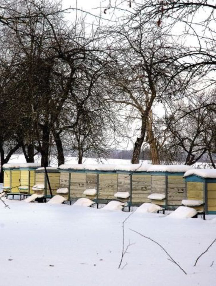 Draudikai nėra apdraudę šalyje nė vienos bičių šeimos.