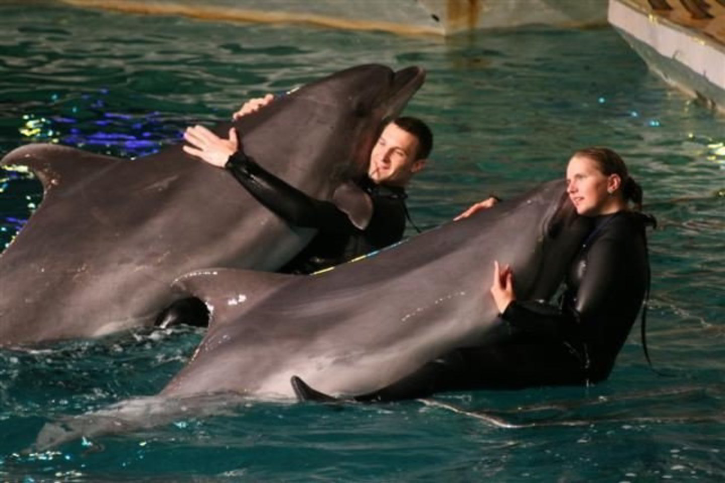 Diena su delfinais – unikali galimybė vienai dienai tapti šių gyvūnų treneriu.