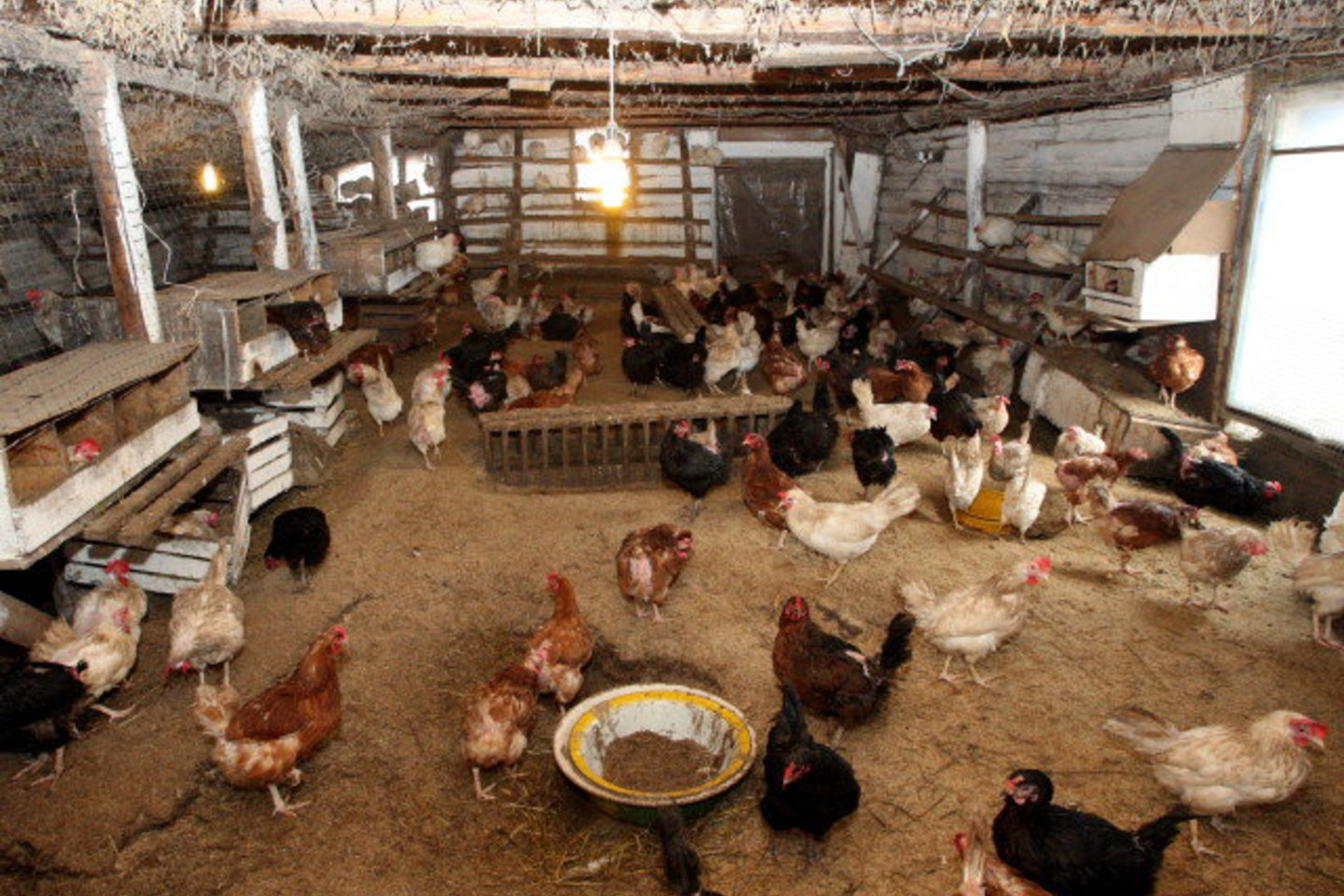 Viščiukų broilerių skerdimo apimtys 2009 m. sudarė 3,10 mln.