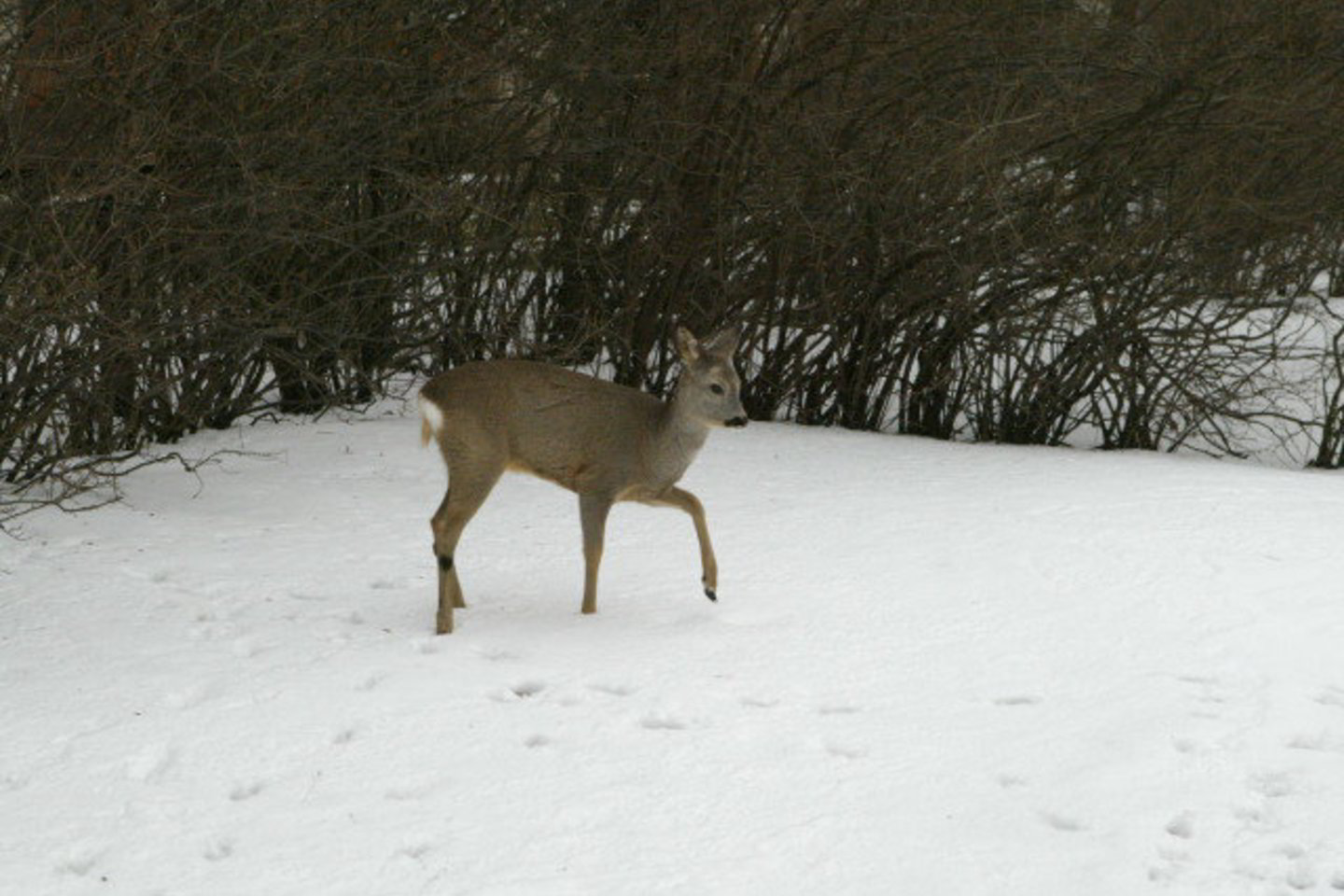 Brakonierius stirnas gaudė maistui.