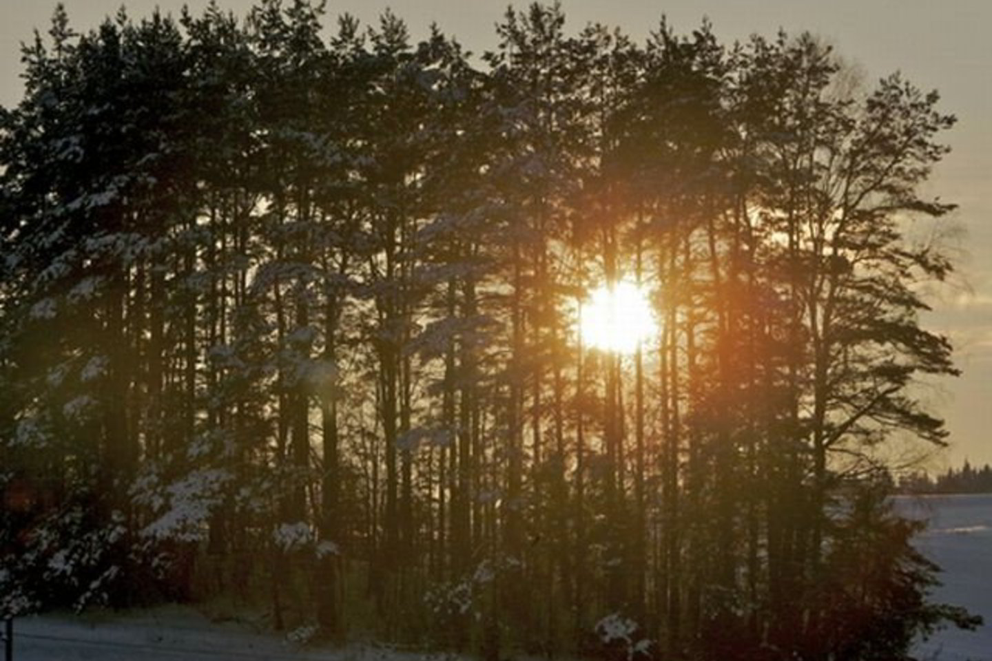 V.Ščiavinskas