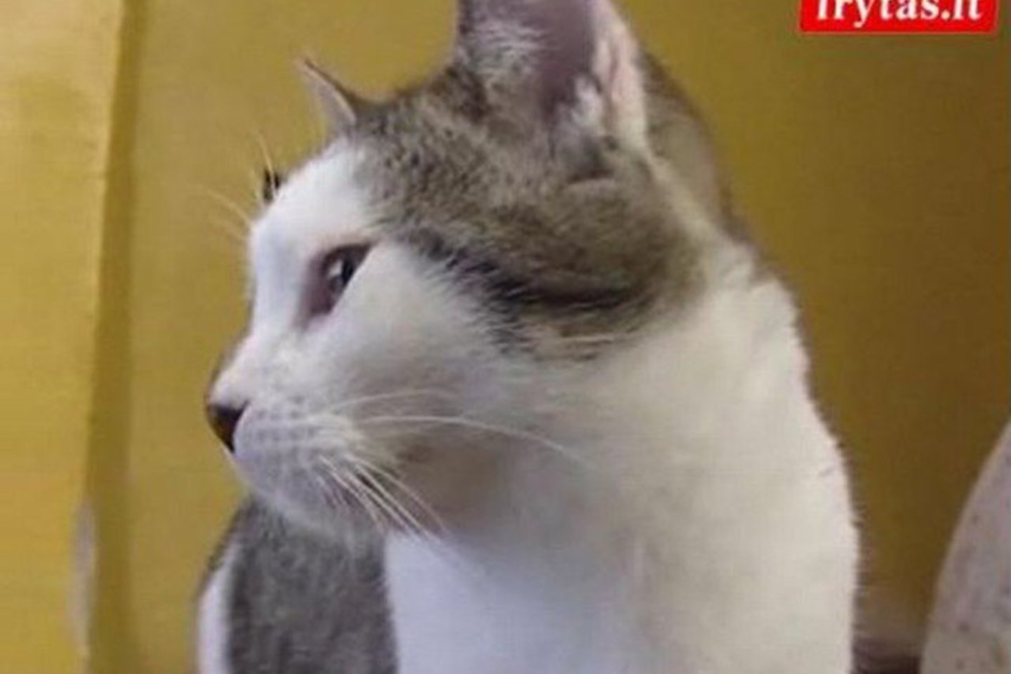 Utenoje katės turės kur prisiglausti per šalčius.