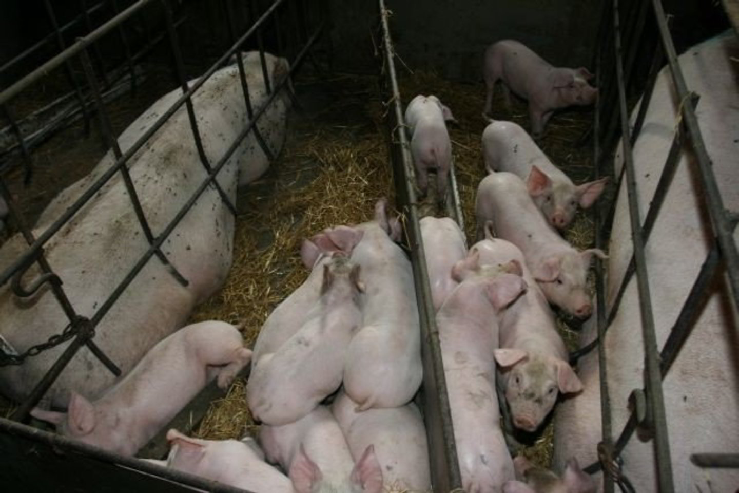 Šių metų vasarį kaimyninėse šalyse brangiausiai kiaulės buvo superkamos Estijoje - 491,38 lito už 100 kg skerdenų.