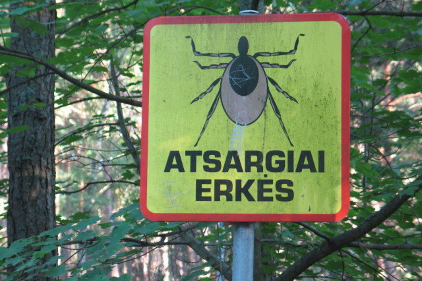 Pirmosios erkės jau pasirodė Melnragės miškuose.