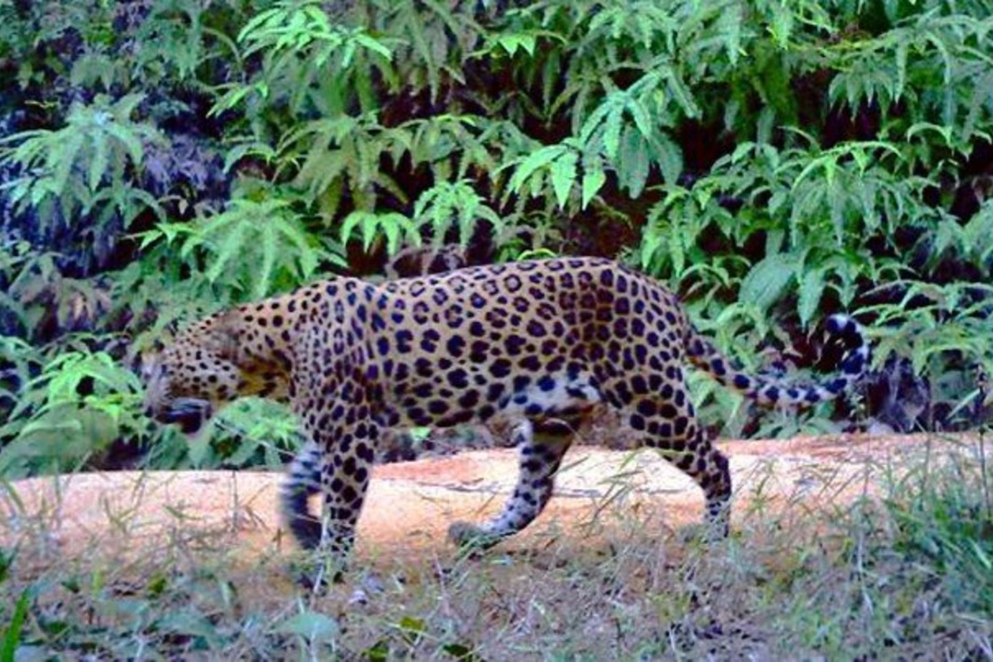 Leopardas Endau Rompino nacionaliniame parke.