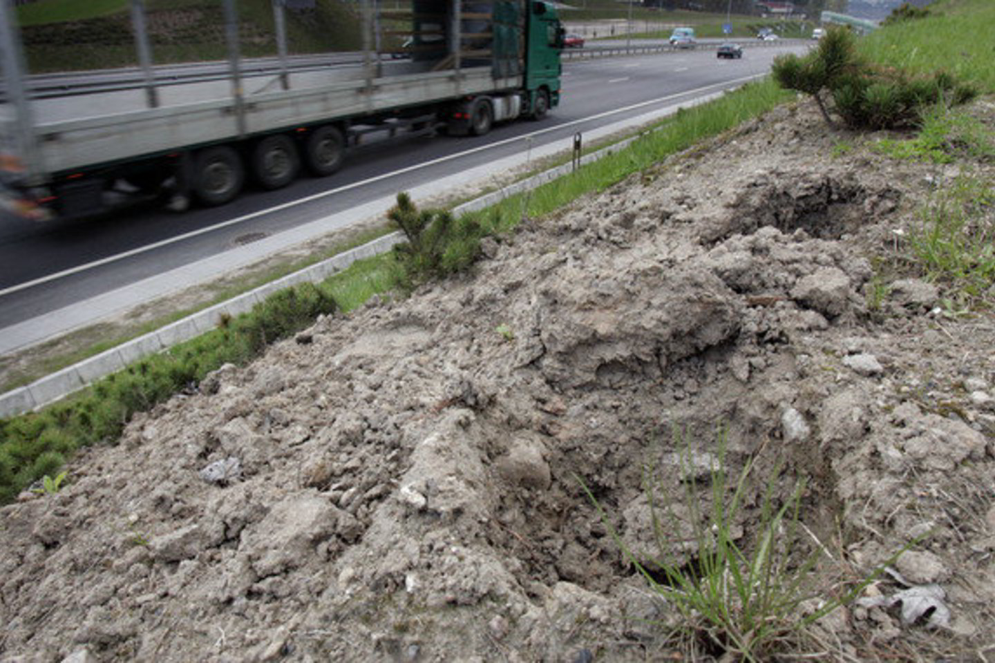 Sulaukę, kol atšils žemė, vagys išrovė net 664 pušis.