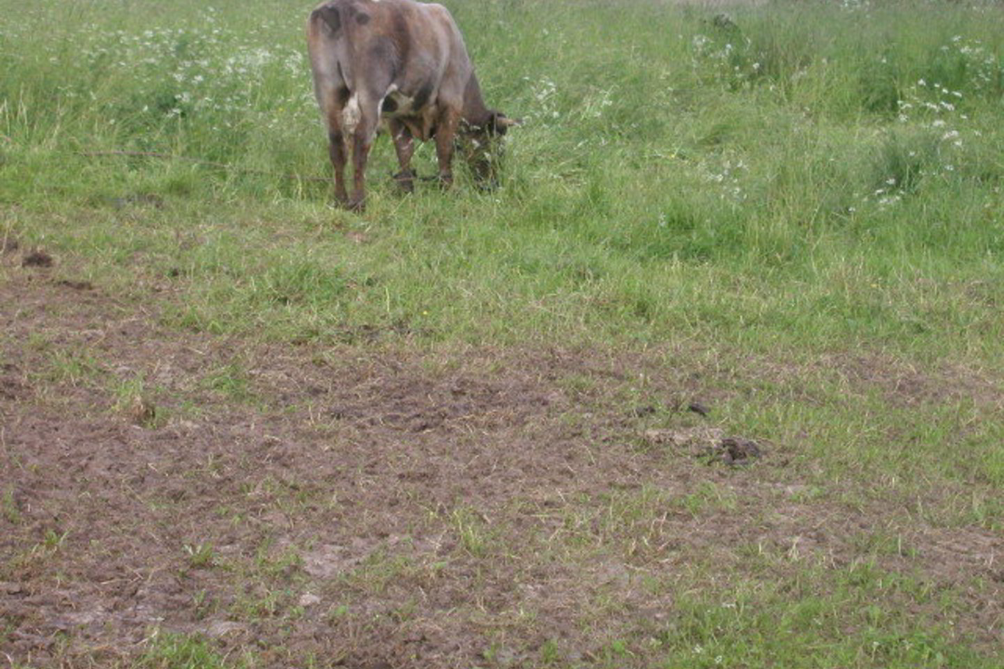 A.Danauskienė
