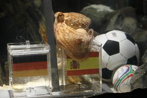 Rinktinės pralaimėjimą išpranašavusį aštuonkojį Paulį vokiečiai siūlo patiekti paeljos lėkštėje (nuotraukos, video)