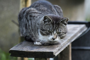 Katinas kleptomanas Anglijoje vogė skalbinius