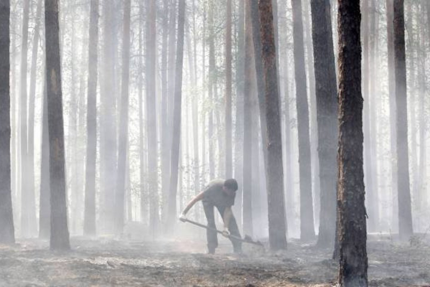 Gruzijoje gaisras sunaikino 10 hektarų retų medžių.