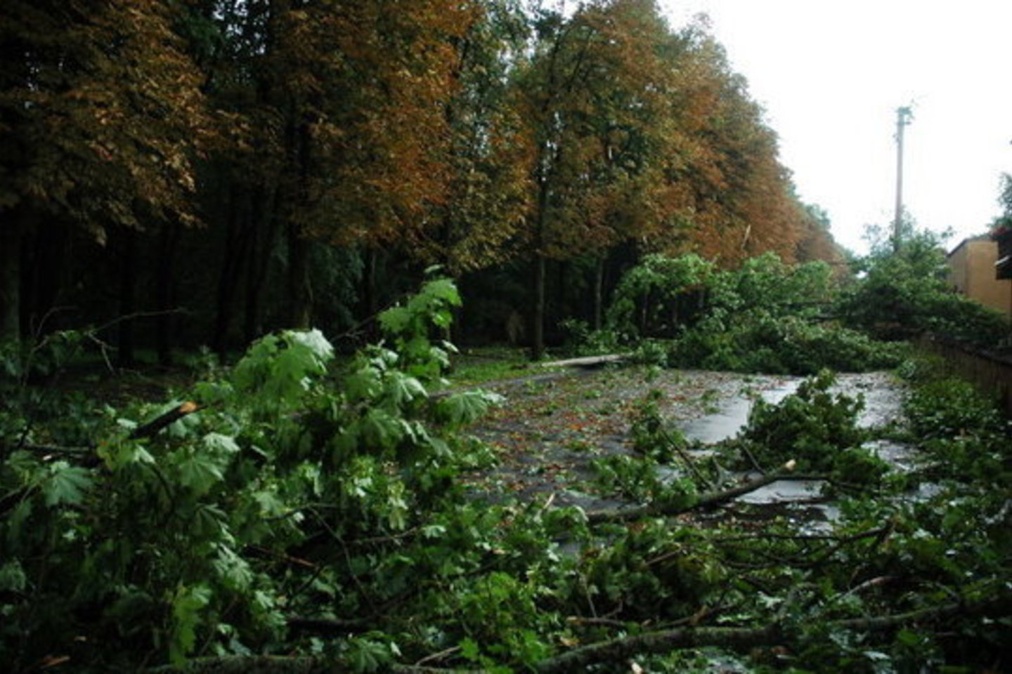 Daug medžių krito ant kelių.