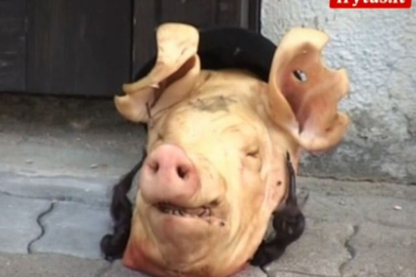 Ant kiaulės galvos buvo uždėta skrybėlė ir prie ausų pritaisytos plaukų sruogos.