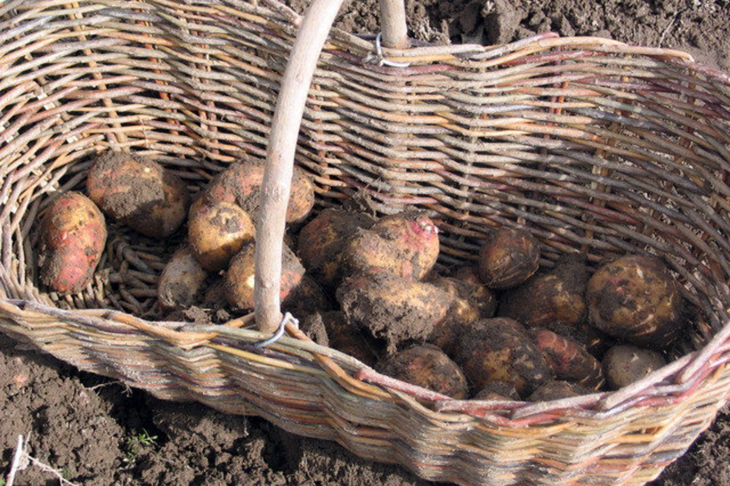 Palyginus su 2009 m., bendras deklaruotų bulvių pasėlių plotas sumažėjo 4,64 procento.