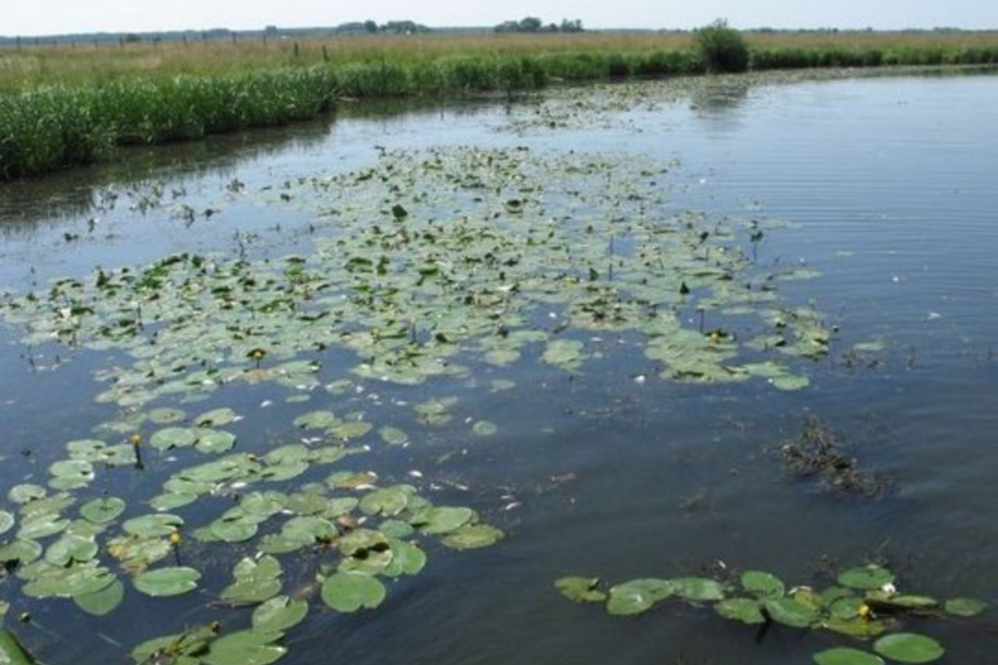 Per dvi dienas aplinkosaugos pareigūnai surinko 50 kg kritusių Šyšoje žuvų.