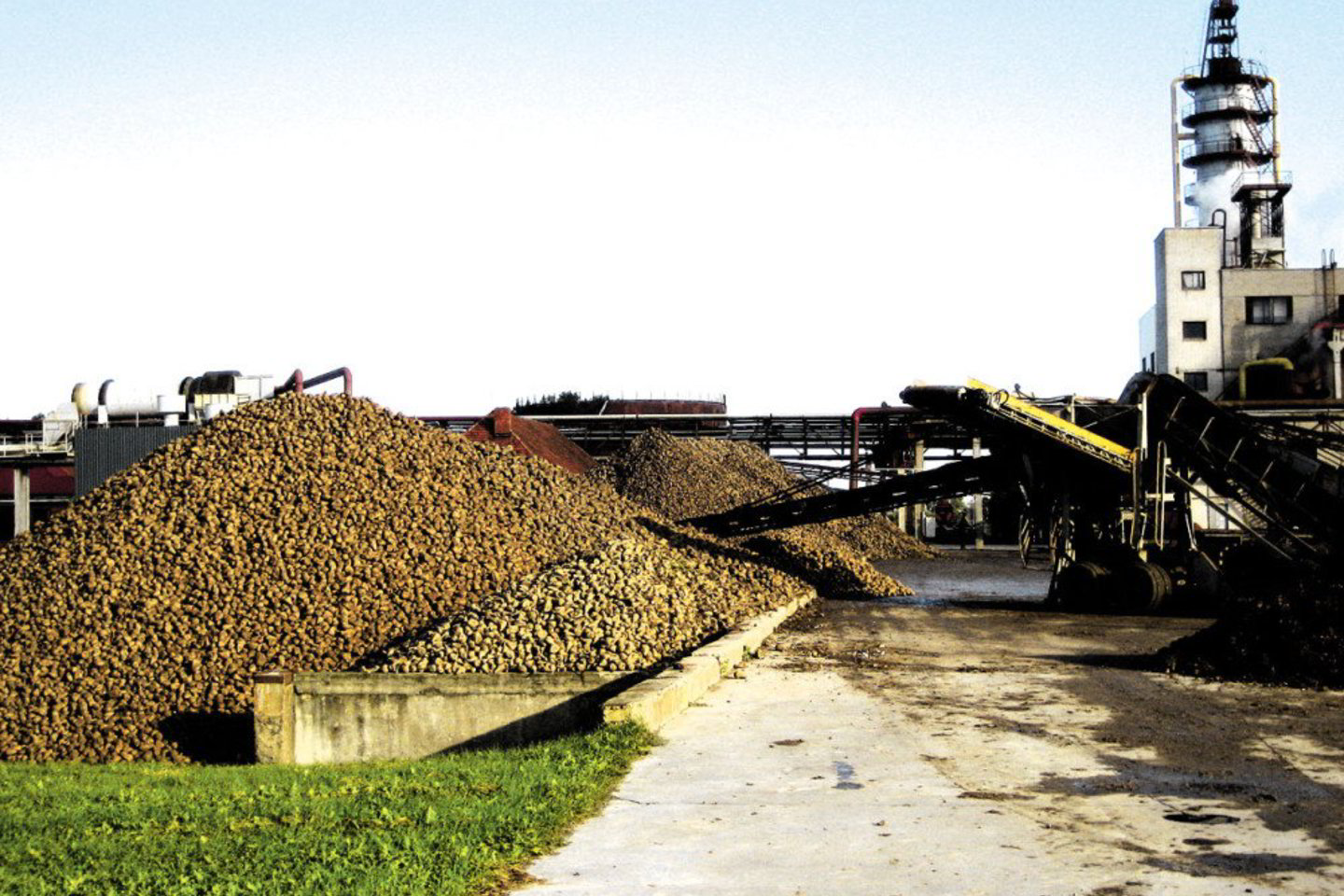 Marijampolės cukraus fabriko teritorijoje išaugo cukrinių runkelių kalnai - pirmosiomis dienomis buvo supirkta 13 tūkst. t saldžiųjų šaknų.