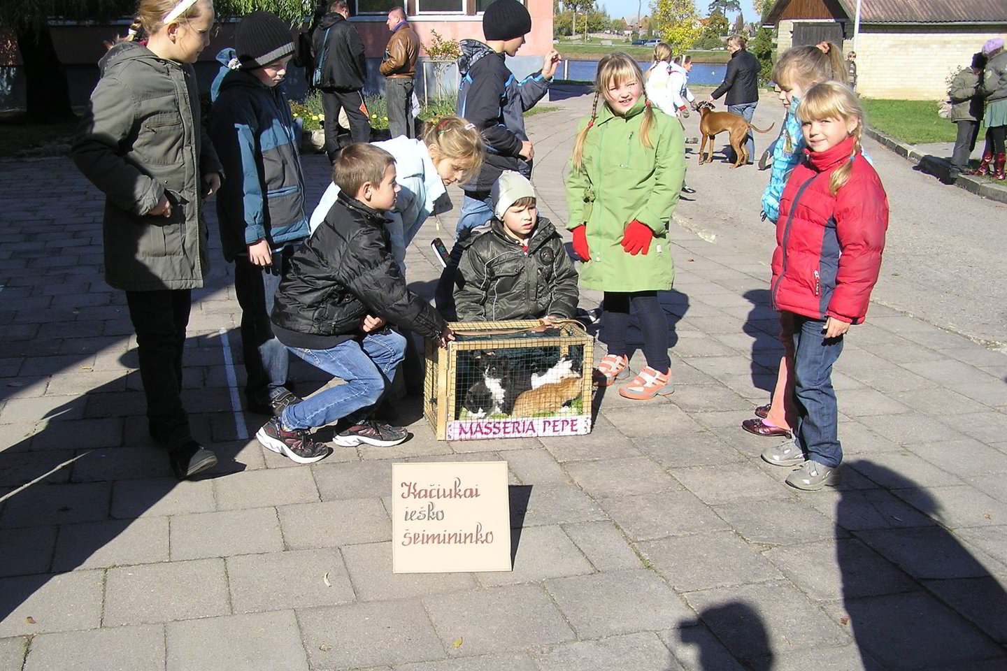 Kas priglaus kačiukus?