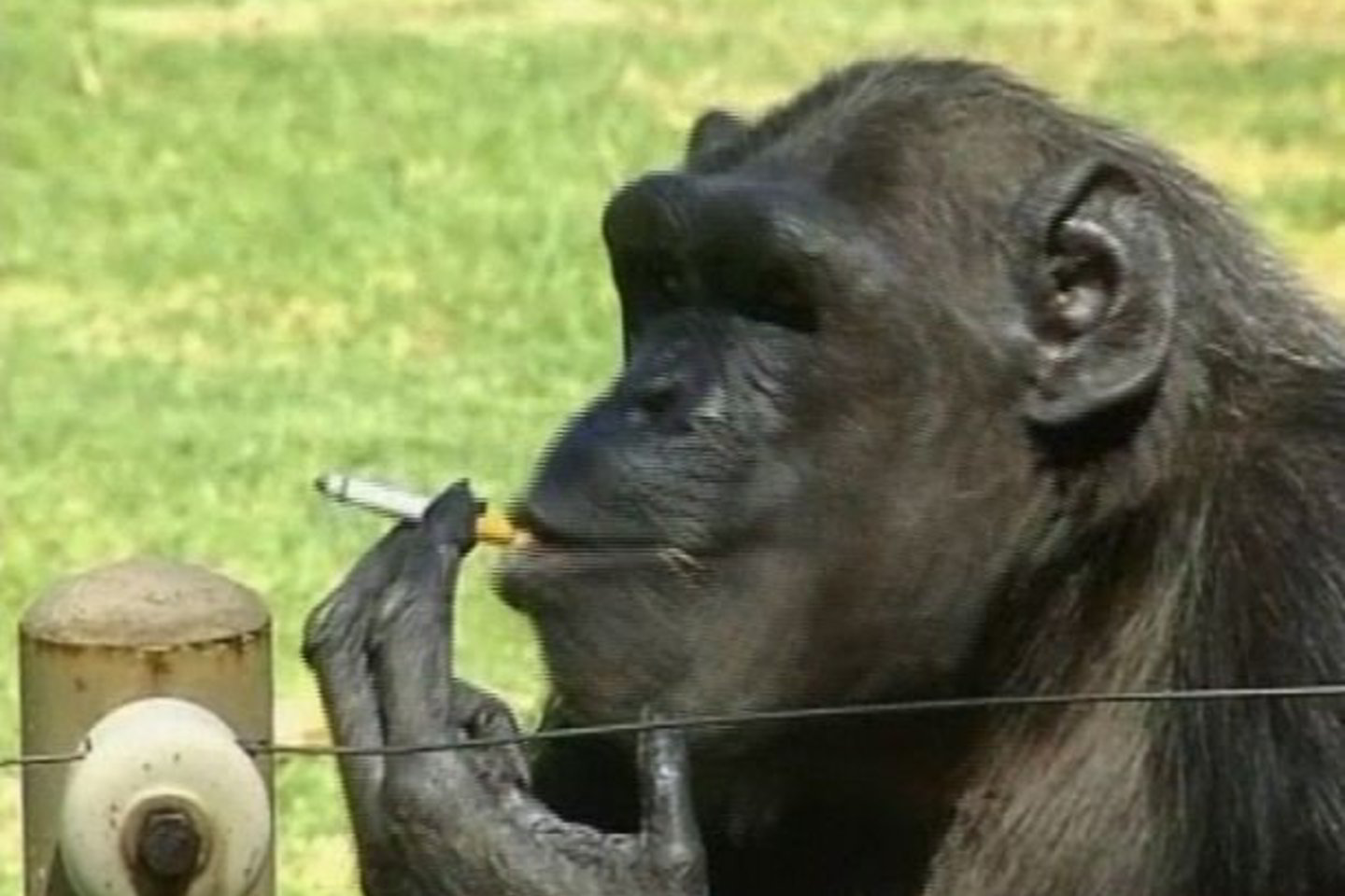 Zoologijos sodo vadovybė daug metų mėgino atpratinti gyvūną nuo cigarečių.