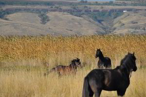 Žirgais prie Juodosios jūros: 33. Alšio ir žirgų bendravimas žygeiviams suteikia gardaus juoko (nuotraukos, video)