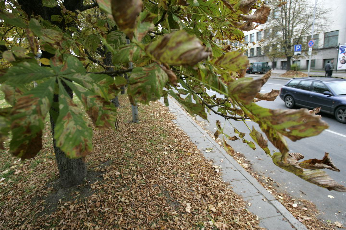 Kaštonus šiemet užpuolė kenkėjai.