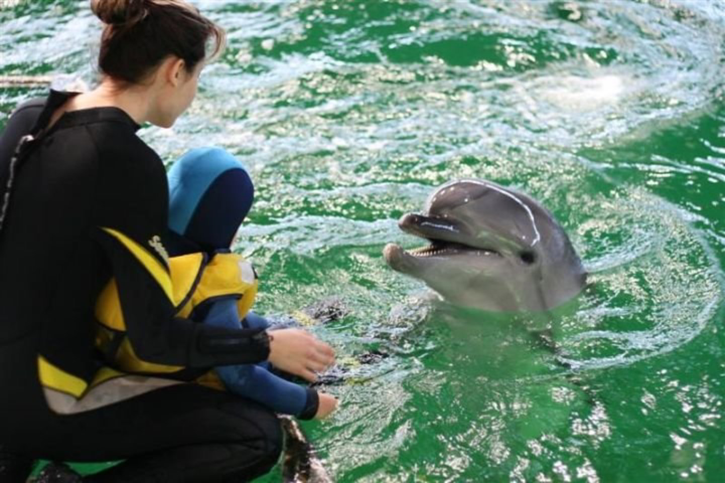 Žiūrovai išvys ir specialius pasakojimus apie delfinų gydymus.
