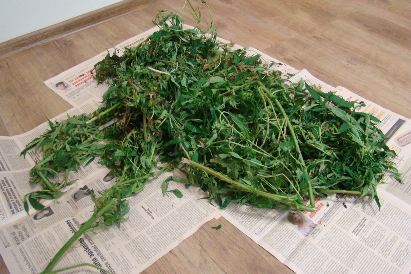 Iš viso pareigūnai rado ir paėmė 1,2 kilogramo šios augalinės kilmės medžiagos.