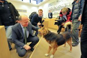 Šuo Alšis įsitaisė A.Kubiliaus kėdėje (dar papildyta, nuotraukos, video)
