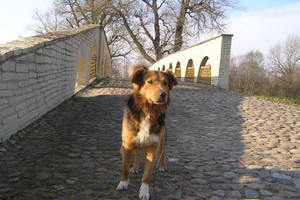 Pakruojo dvare apsigyvenęs šuo Alšis atkuto sulaukęs eržilo Kaktuso (nuotraukos, video)