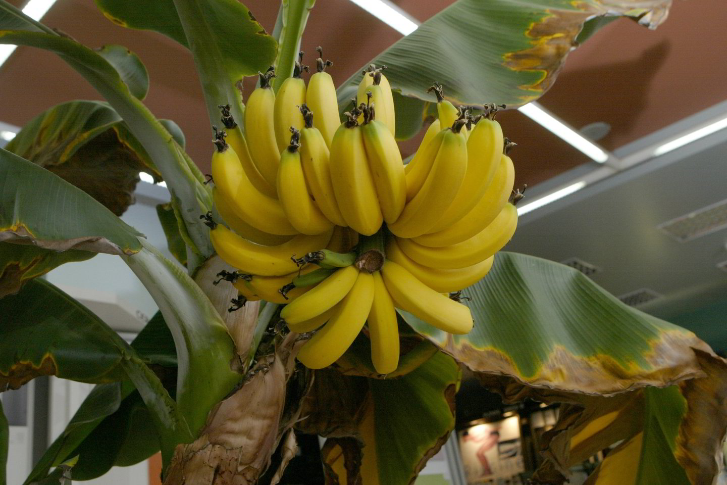 Panevėžio parduotuvėje užderėjo 57 bananai.
