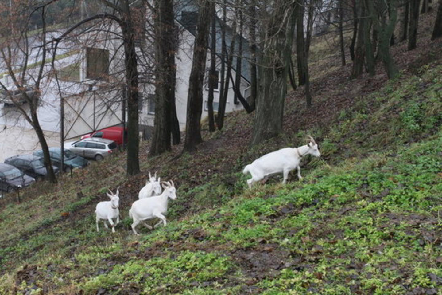 Pasak paveldosaugininkų, Žaliakalnis pirmiausia vertingas dėl išlikusios tradicinės gyvensenos.
