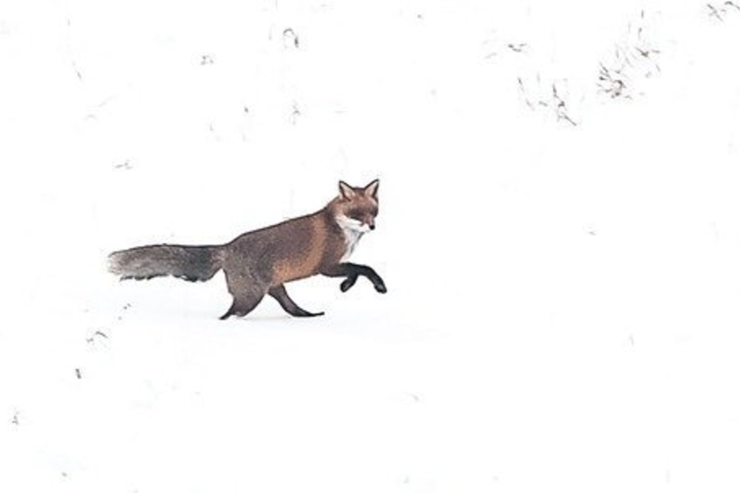 Palangos apylinkėse net pasiutusioms lapėms saugu. Čia jų niekas negaudo.