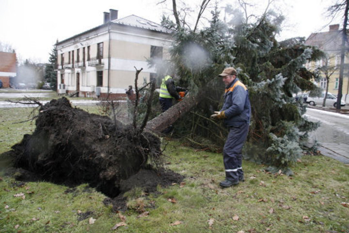 Marijampolės Vytauto parke eglė nuvirto ant paminklo Tauro apygardos partizanams ir tremtiniams.