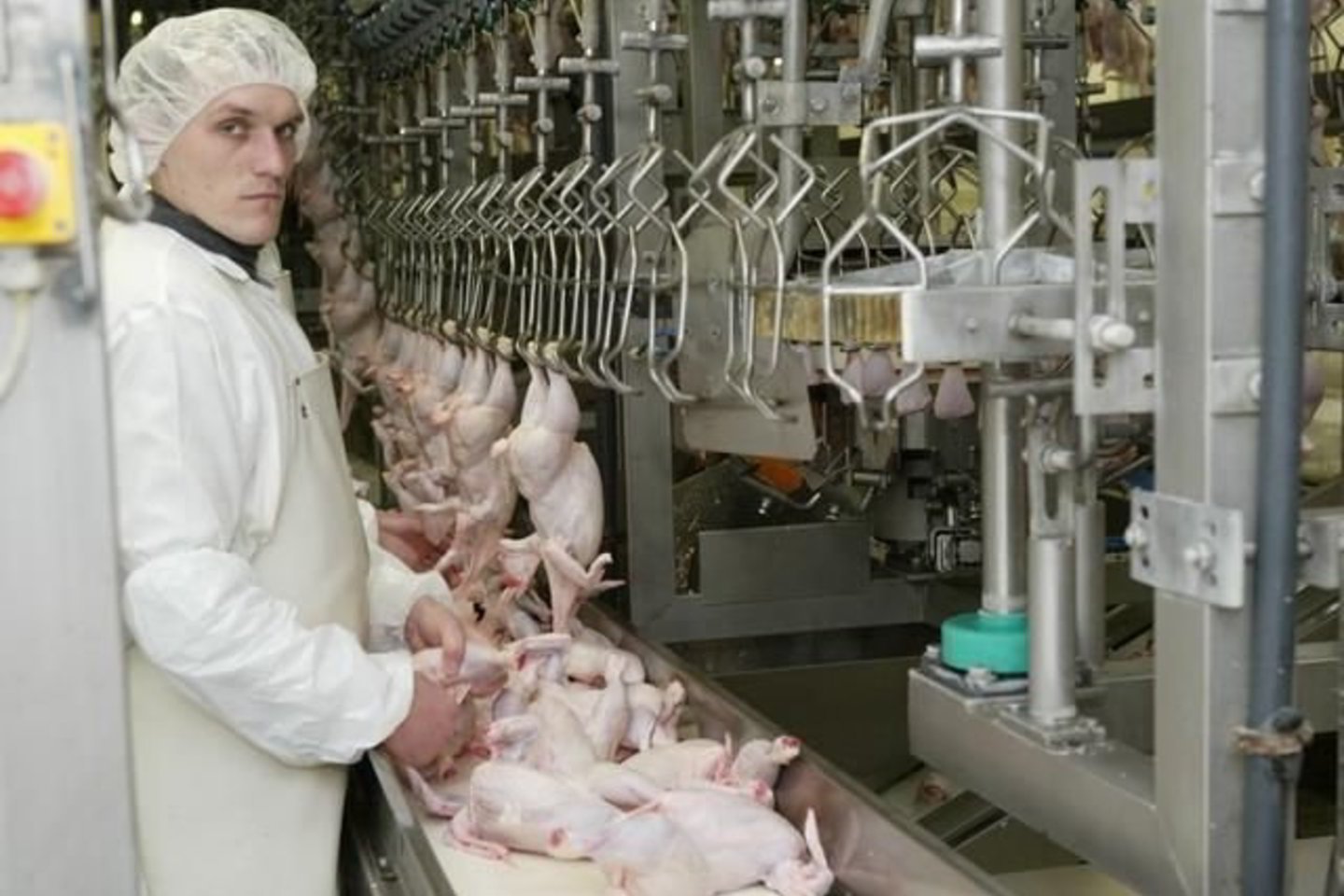Valstybinė maisto ir veterinarijos tarnyba uždraudė tiekti į rinką ir nurodė sunaikinti daugiau kaip 4,5 tonos lenkiškų sugedusių atvėsintų viščiukų broilerių.
