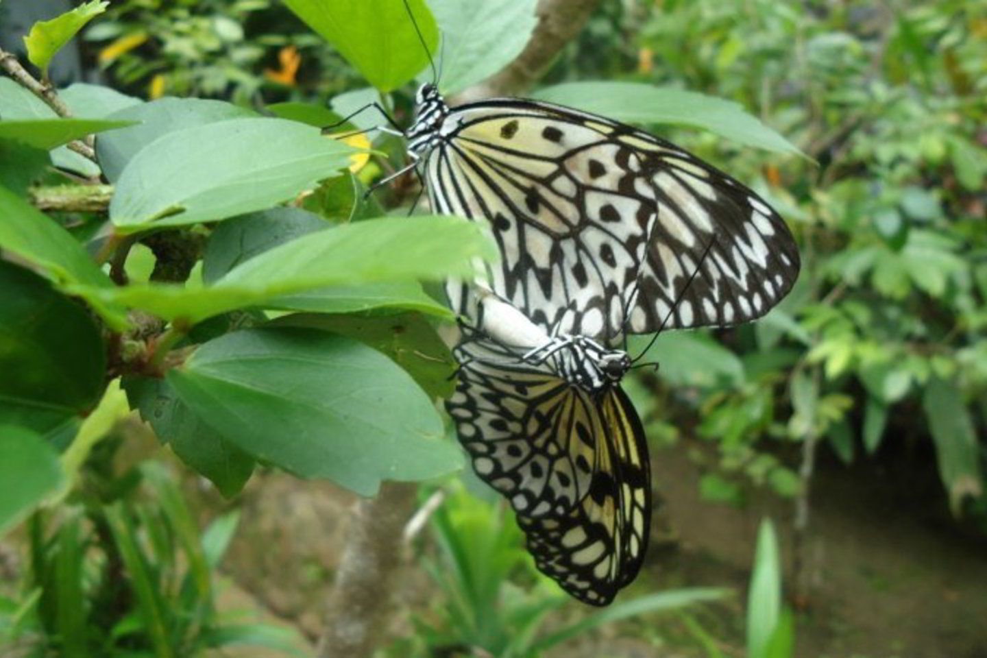 G.Statinis