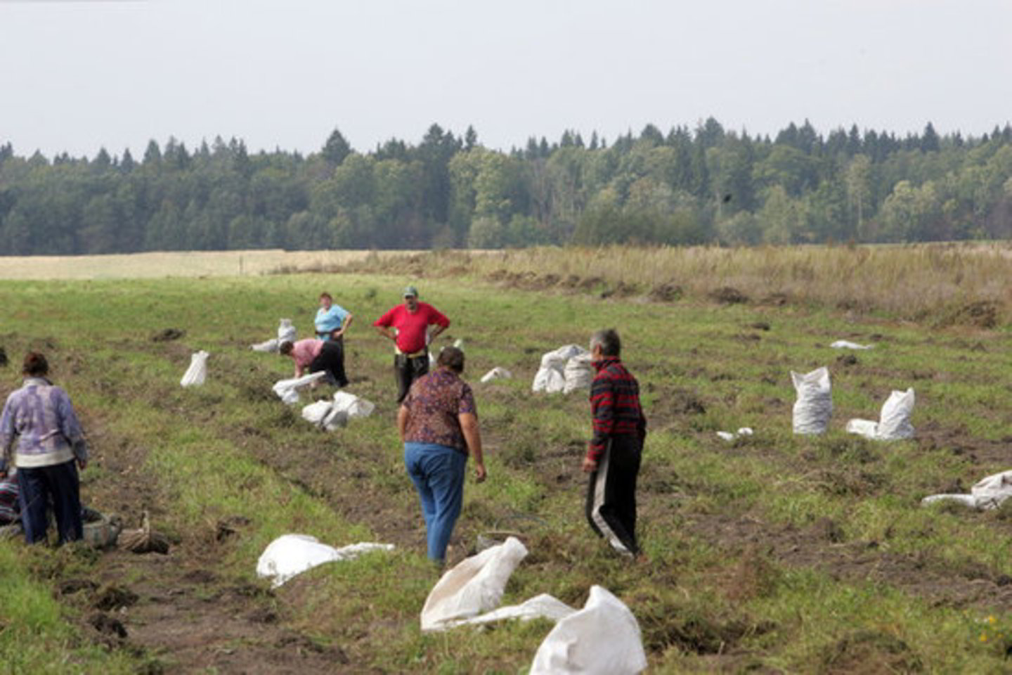 2010 m. pasėliai užėmė 1990,7 tūkst. hektarų.