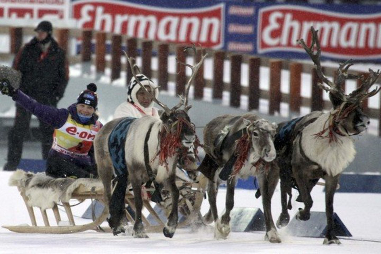 Čempionę pavėžino elnių kinkinys.