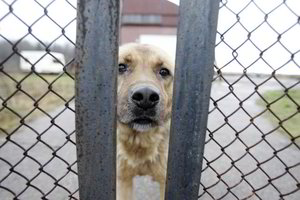 Šuns šeimininkai gedėjo ne augintinio, o pavadėlio