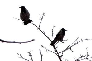 Panevėžys neatsigina kovarnių: išmatomis aptaškyti automobiliai, priteršti balkonai (video)