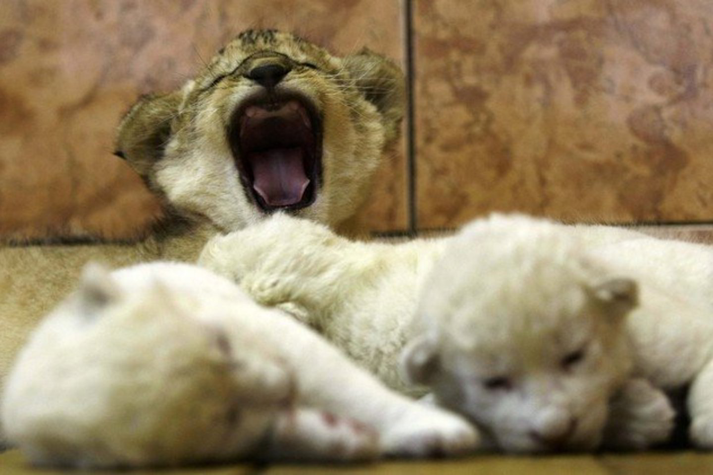 Zoologijos sodo darbuotojai džiaugiasi, kad liūtukus pripažino motina.