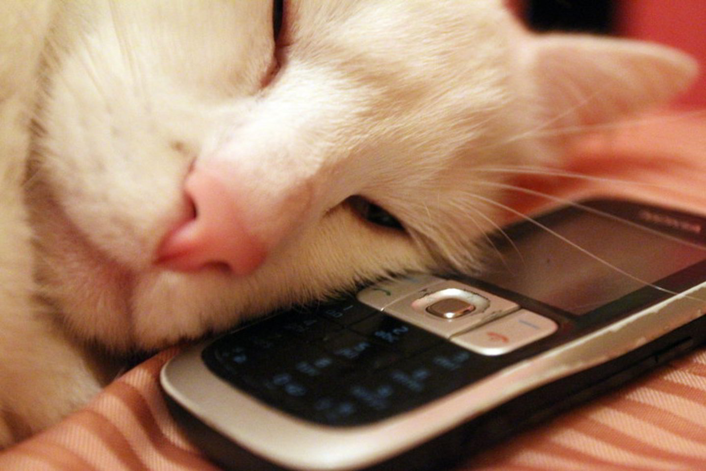 Rusijoje pirmokas „užminavo“ mokyklą iš mamos telefono.