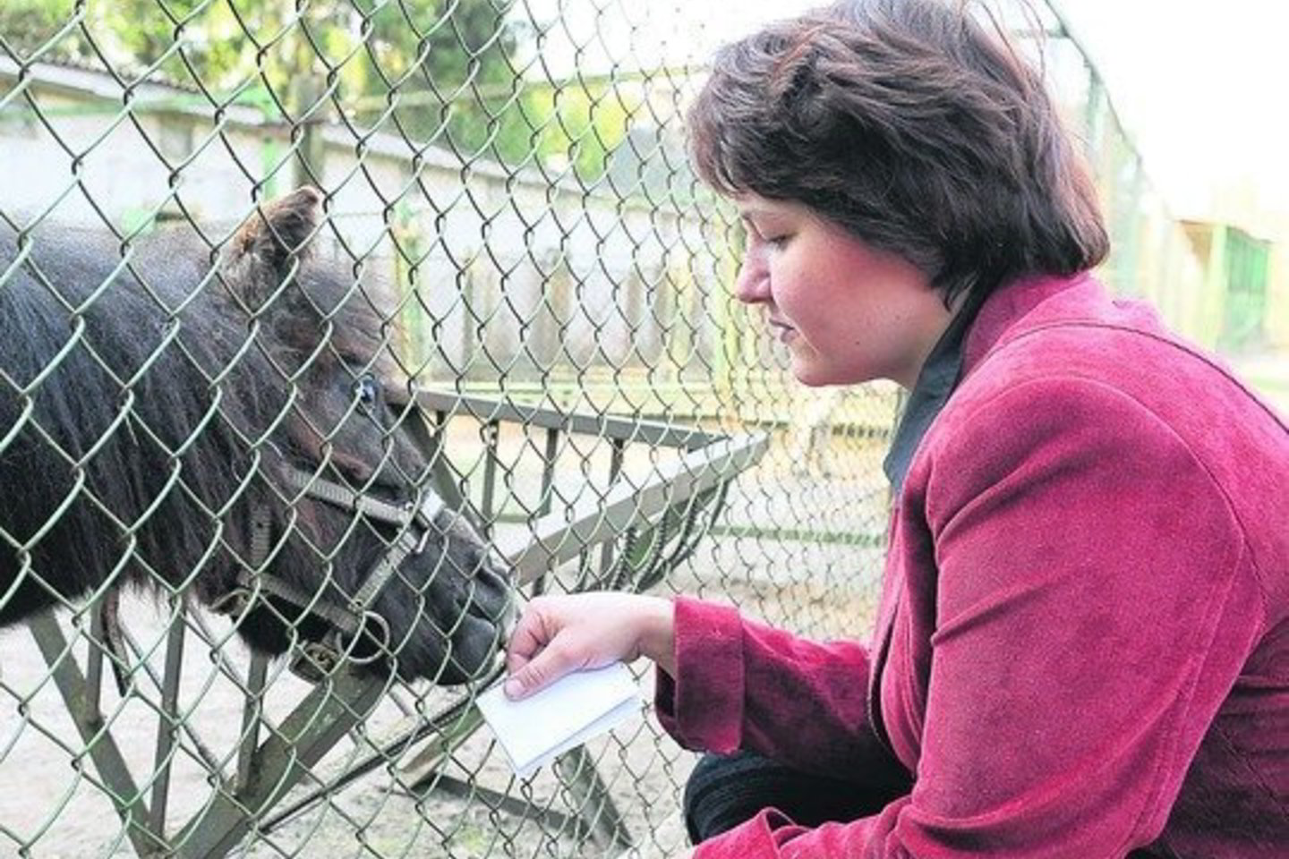 Vilniečių atneštus gyvūnų jauniklius S.Jonceva dažnai prižiūri savo namuose.