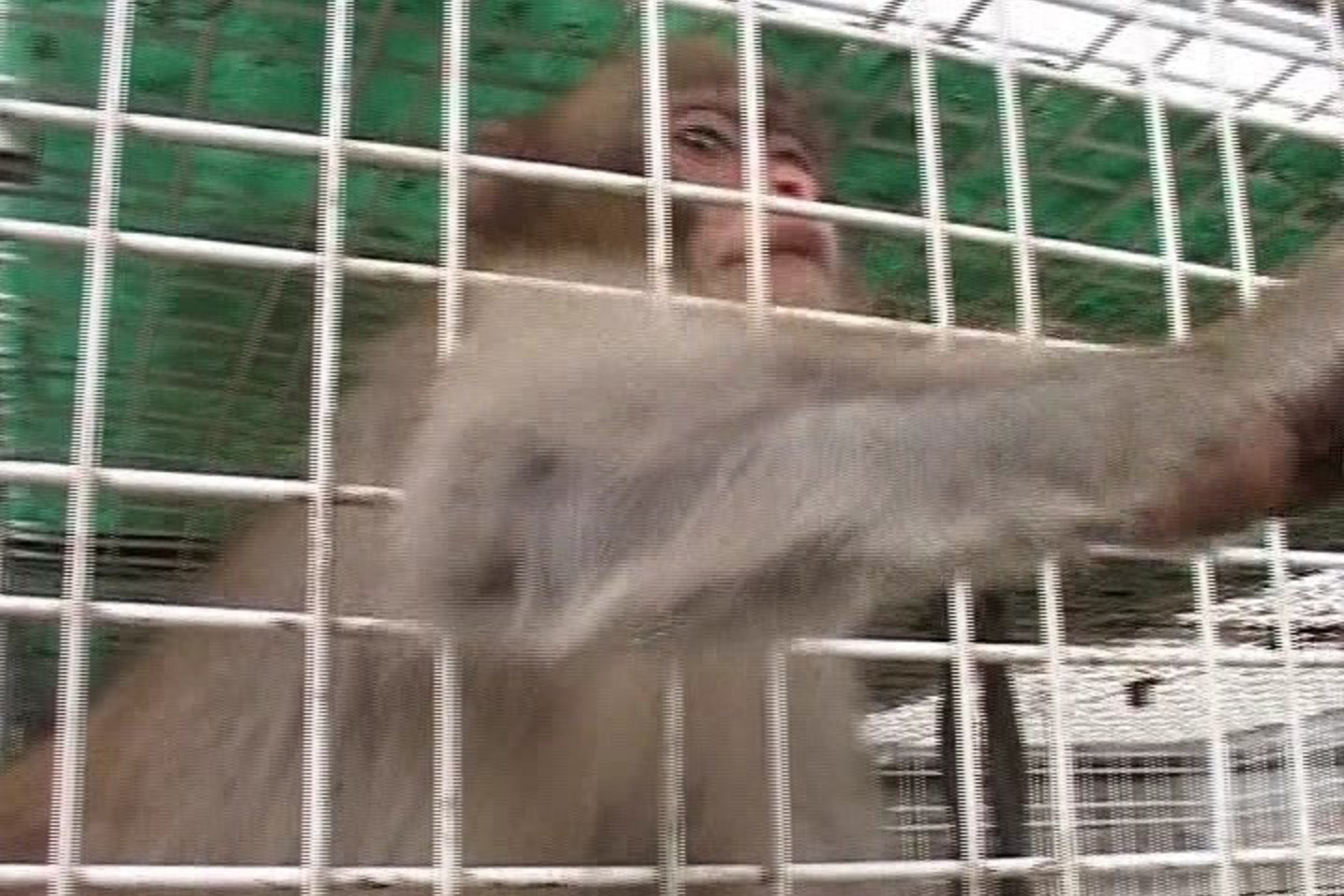 Lenočka nuo keturių mėnesių augo zoologijos sodo šeimininko namuose.