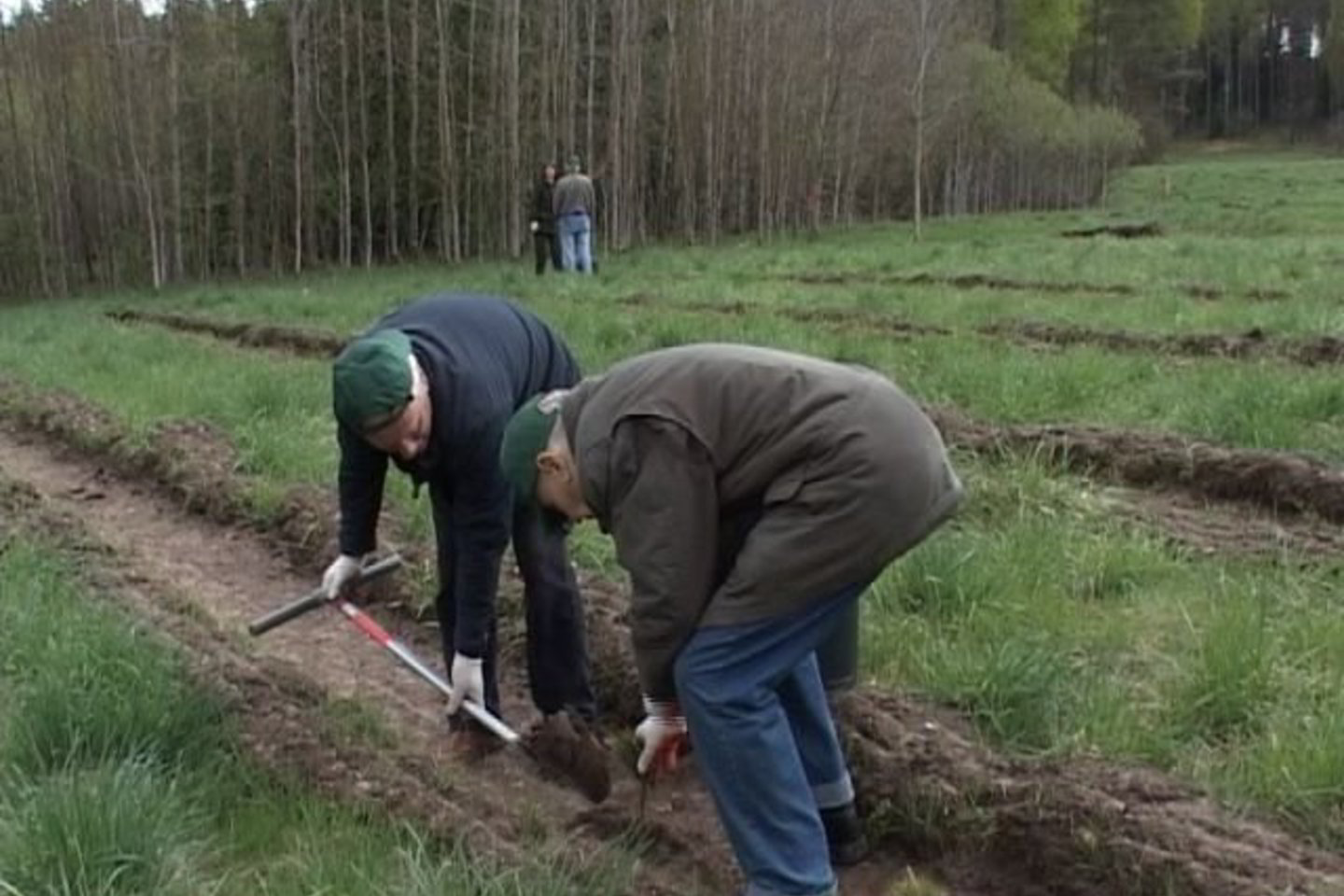 Tarp pušų, beržų, eglių ir juodalksnių šile sužaliuos ir 50 ąžuolų.