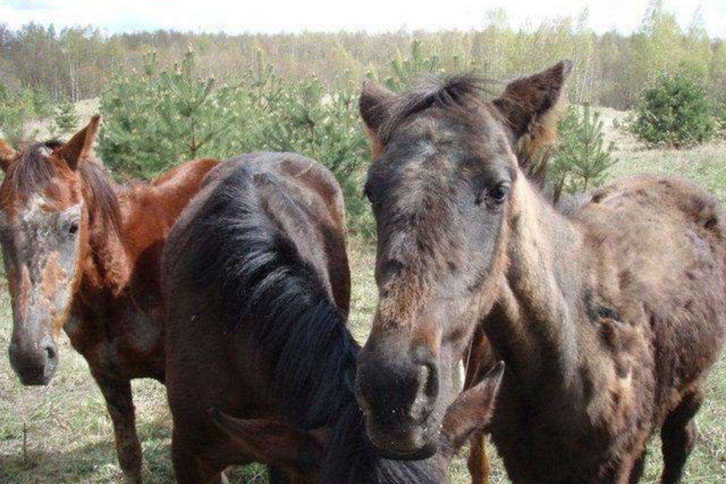 Pirmasis Lietuvoje labdaros aukcionas žirgams paremti vyks gegužės 10 dieną Vilniaus Rotušėje.