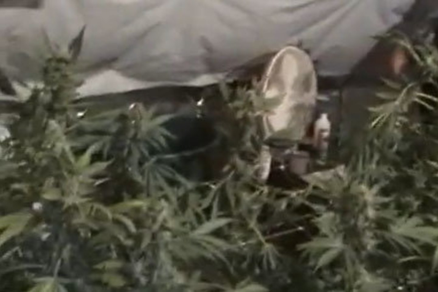 Sodo namelyje policija aptiko apie 20 kilogramų kanapių