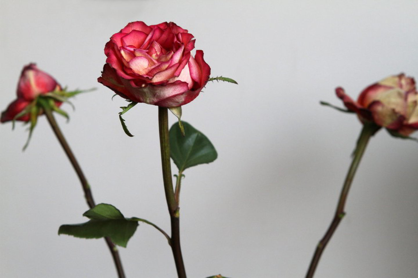 Bet kuris rusas per savo gimimo dieną galės nedirbti.